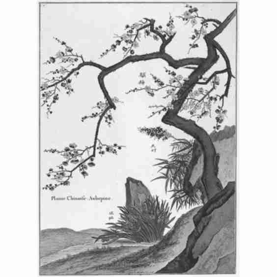Engraving Chinese Plant Hawthorn