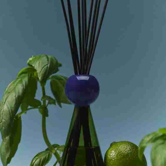 Fresh Basil & Sweet Lime Glass Reed