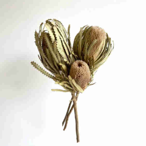 Dried Banksia Stem