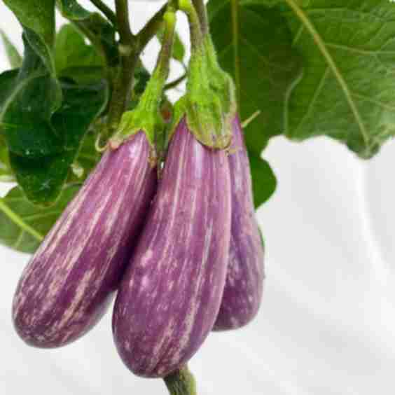 Fairytale Eggplant