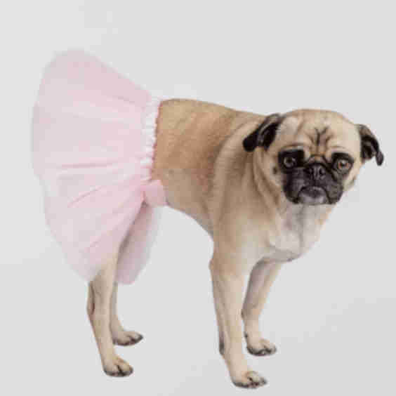 Paw Tutu Dog Costume