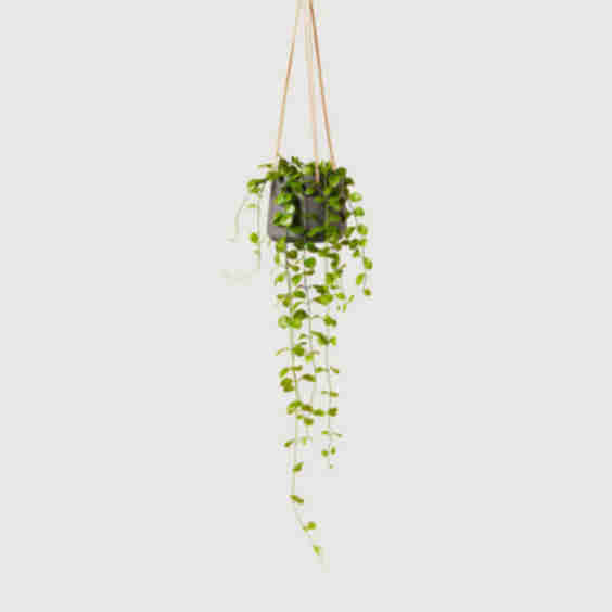Theodore String Of Nickels Plant