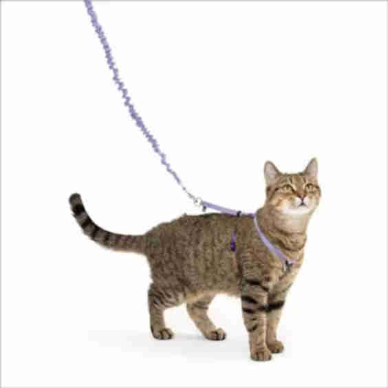 Come with Me Kitty Nylon Cat Harness & Bungee Leash
