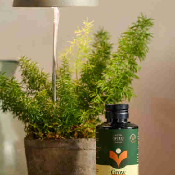 Desk Plant Grow Kit