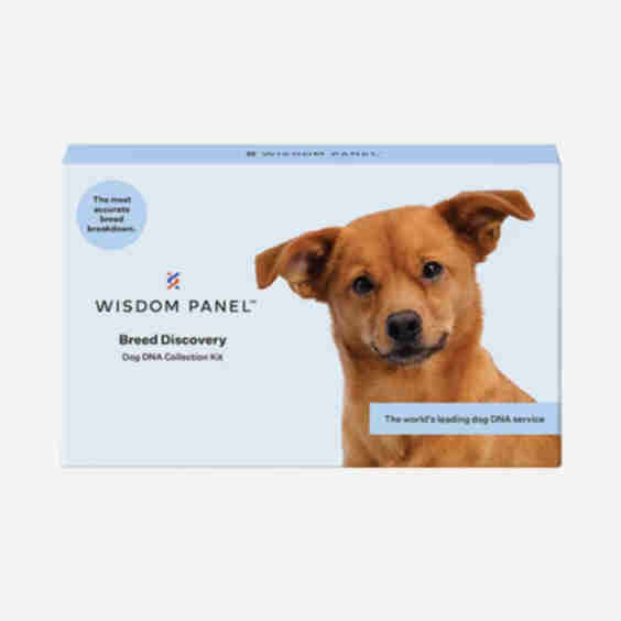 Wisdom Panel Dog Breed Discovery Test