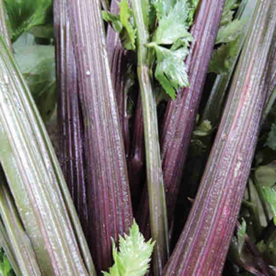 Pink Plume Organic Celery Seeds