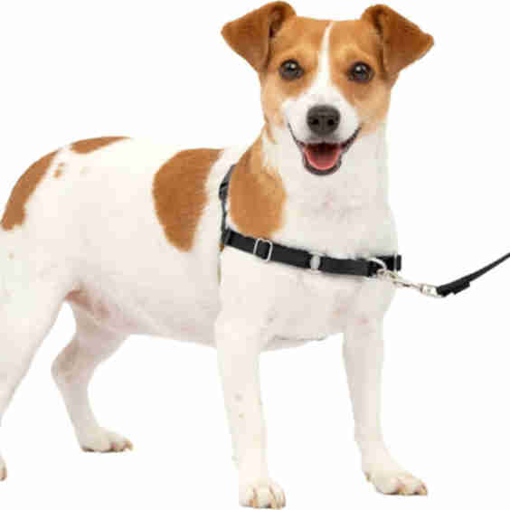 Easy Walk No Pull Harness 