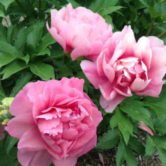 Garden Candy™ Strawberry Swirl Itoh Peony