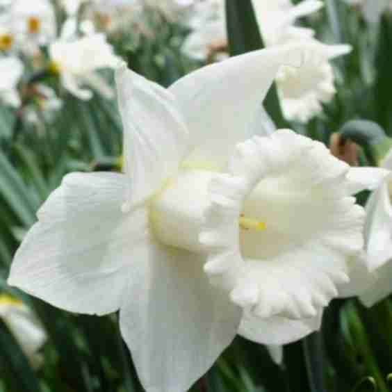 Mt. Hood Daffodil Bulbs