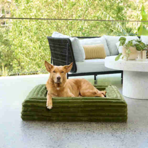 Memory Foam Dog Bed