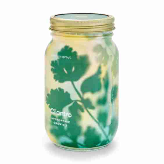 Herb Garden Jar, Cilantro
