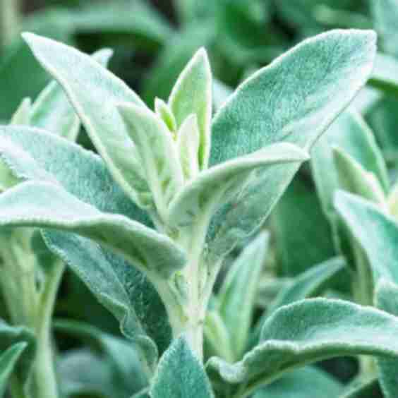 Helene Von Stein Lambs Ear Plant 