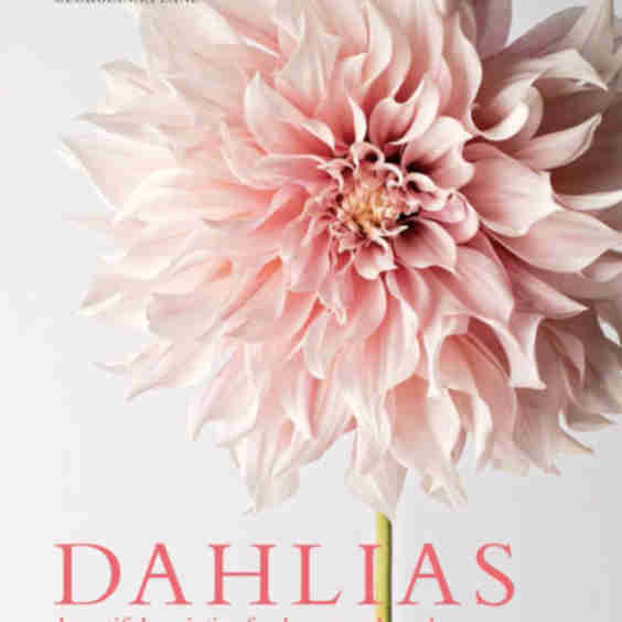 Dahlias Beautiful Varieties for Home and Garden