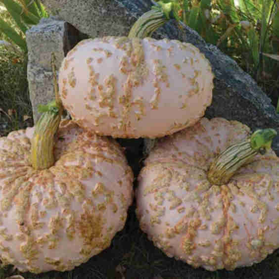 Galeux d'Eysines Squash Seeds