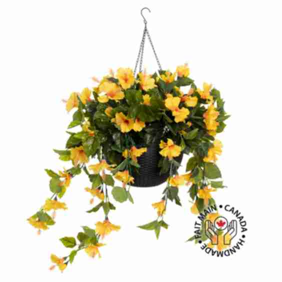 Outdoor Hibiscus in A Hanging Pot