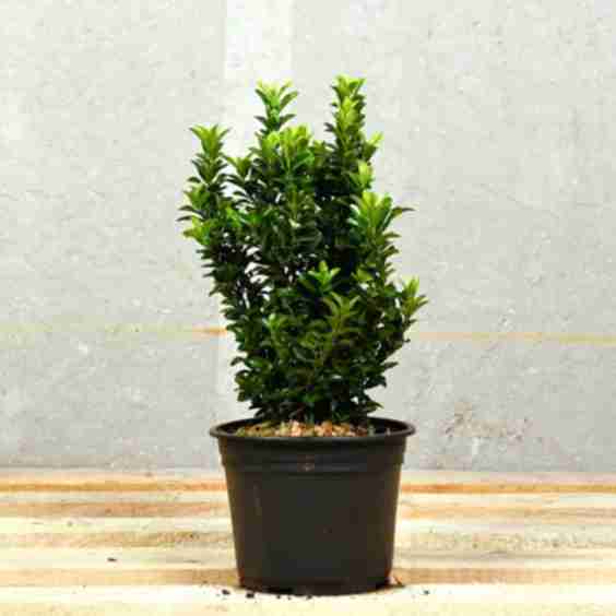 Euonymus Jean Hugues Shrub