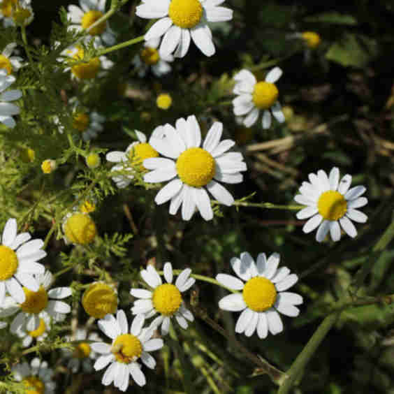 Chamomile Flowers Organic