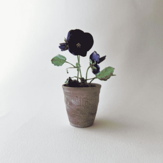 Pre-Order Mini Potted Pansies