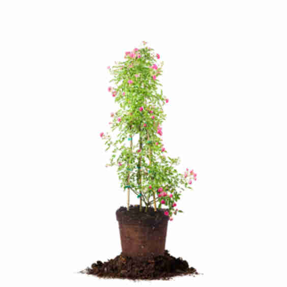 Peggy Martin Rose Plant