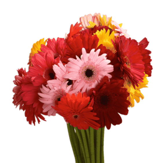 60 Stems Your Choice of Up to 8 Colors Gerbera Flowers