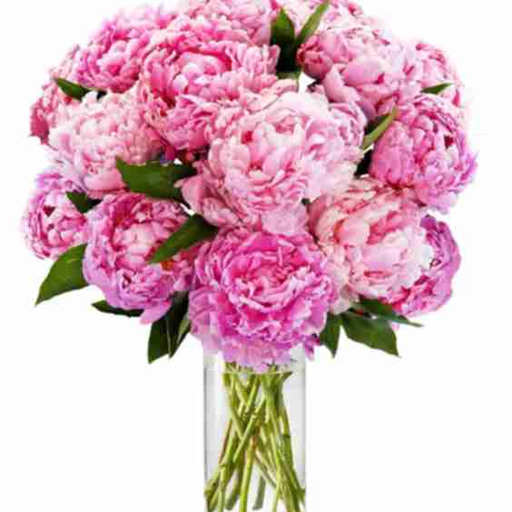 Pretty Peonies Flowers