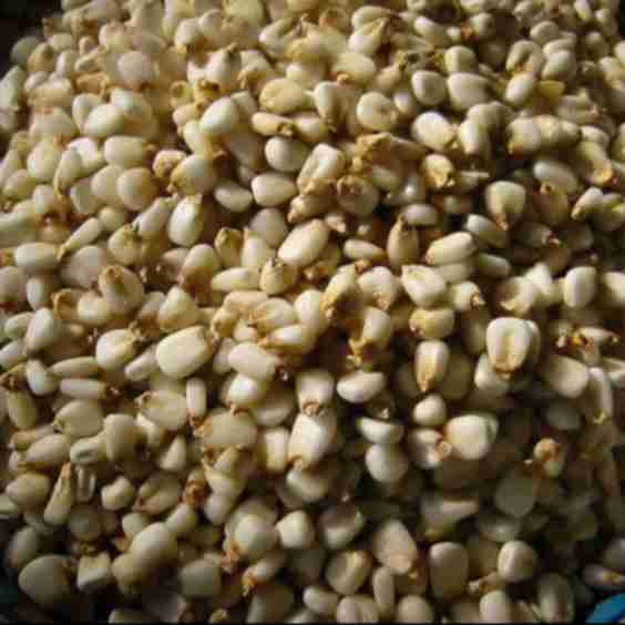 White Corn Posole/Prepared Hominy
