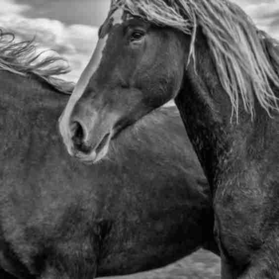 Riders of the Open Range