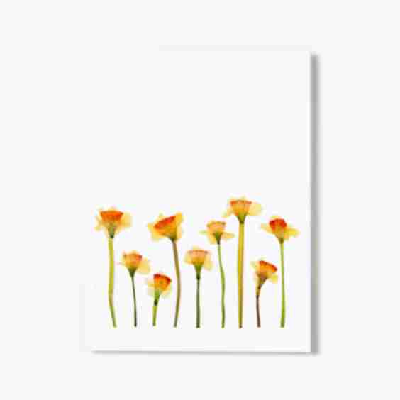 March Daffodil Pressed Floral Print