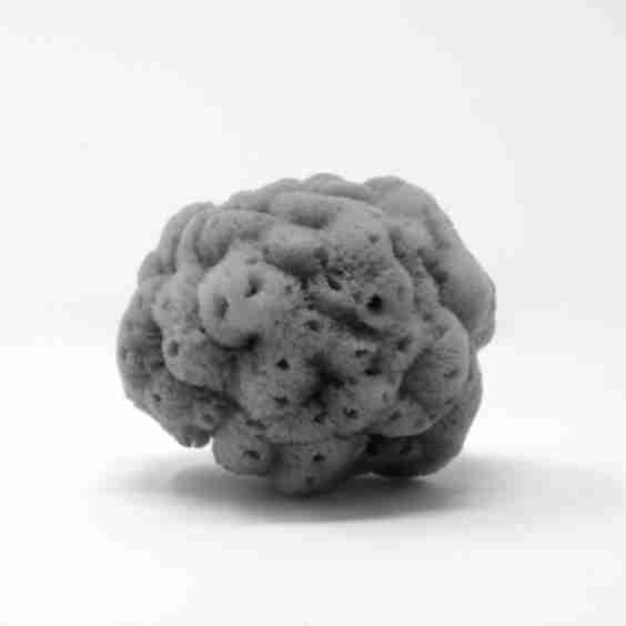 Natural Sea Sponge