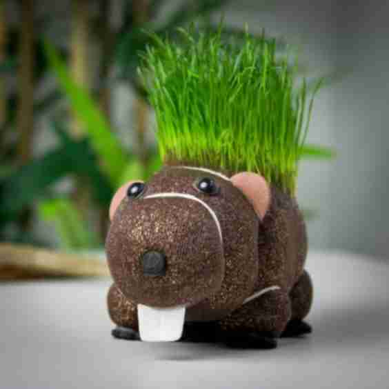 Grow Your Own Hairy Beaver