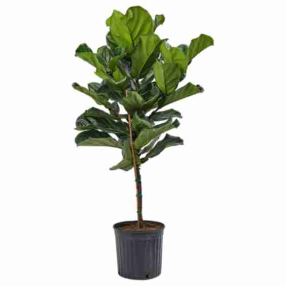 Ficus Lyrata Potted Plant