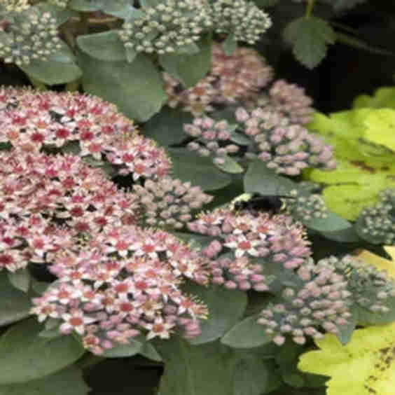 Evolution Emerald Ice Sedum