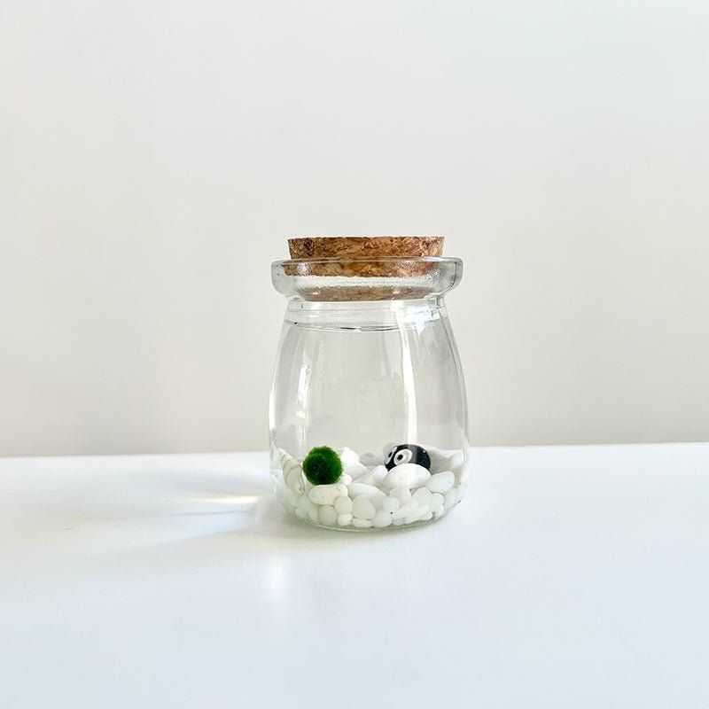 Live Moss Balls Mini Aquarium Jar