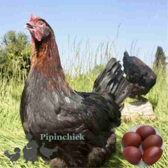 Copper French Marans Chicken
