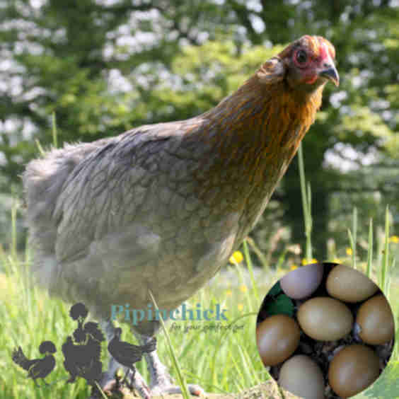 Hybrid Olive Sapphire Chicken
