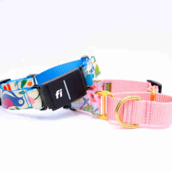 Mimi Green x Fi Compatible Laminated Cotton Martingale Dog Collar