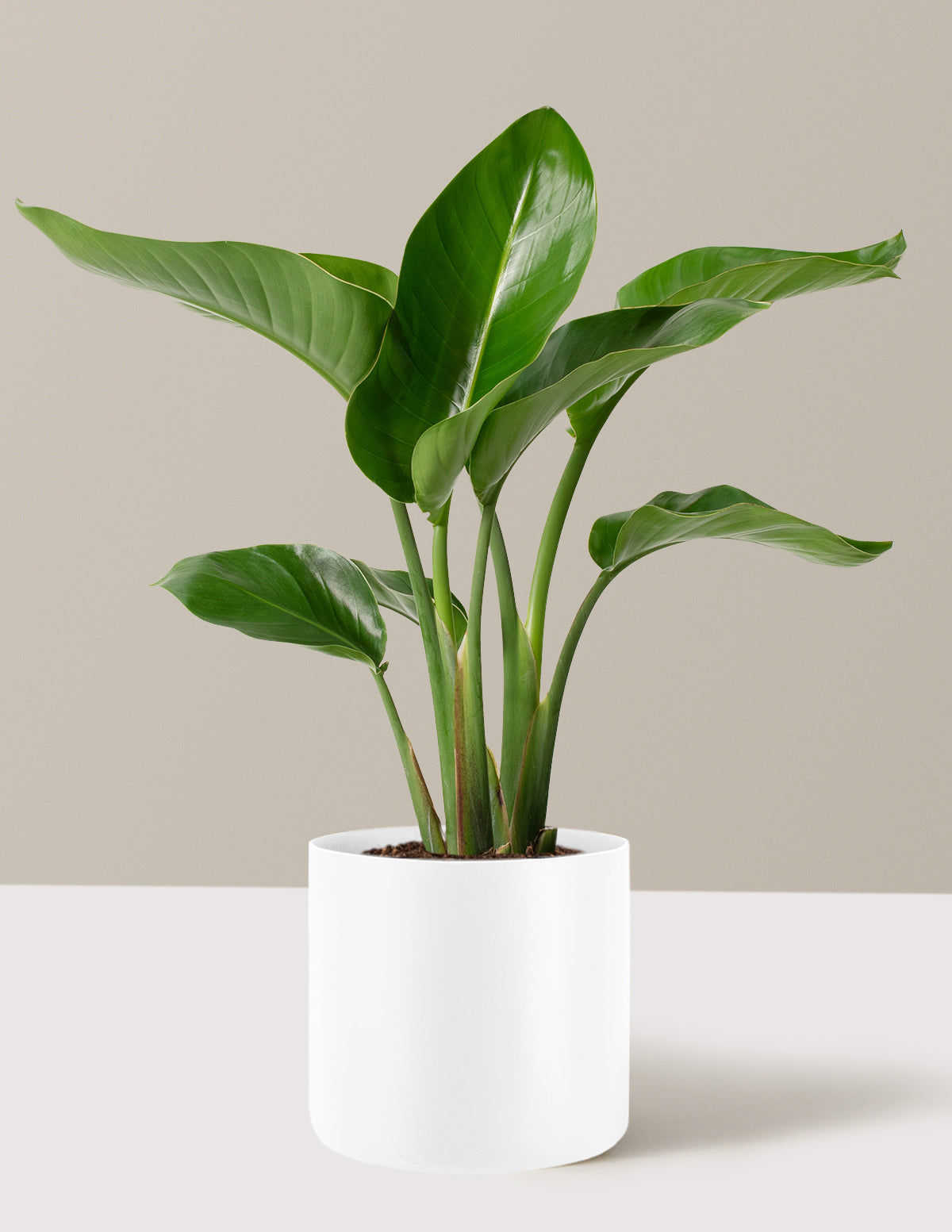 Bird Of Paradise Plant