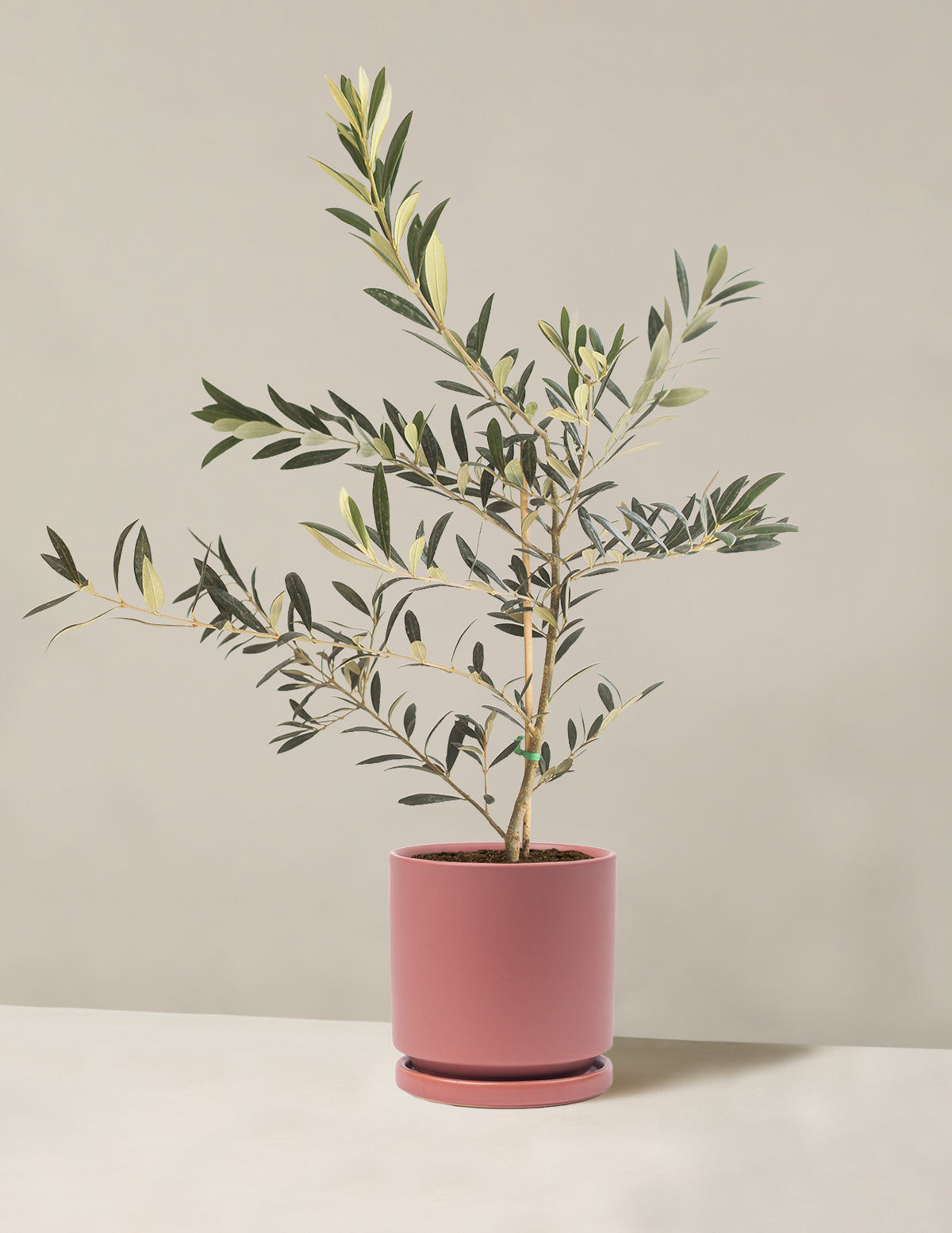 Olive Tree