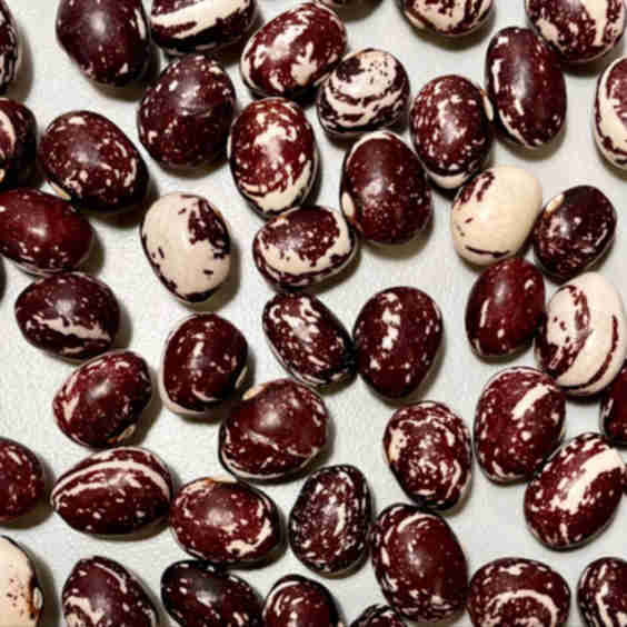 Good Mother Stallard Bean