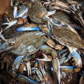 BuyCrab.us