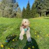 OllyDog