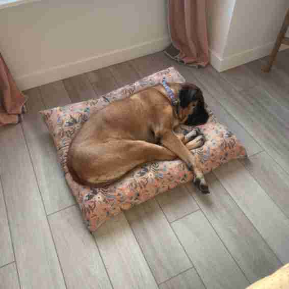 The Foggy Dog Reviews