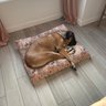 The Foggy Dog