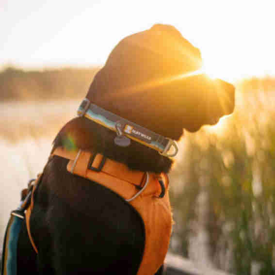 Brands like ruffwear clearance