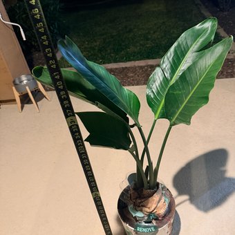 easyplant Reviews 2026 - Read Before You Buy | Thingtesting