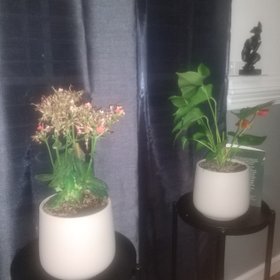 easyplant