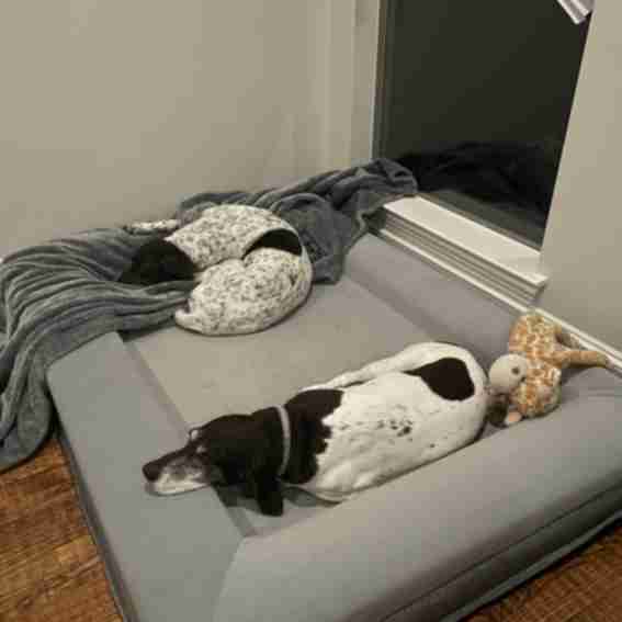 Barney Bed Reviews