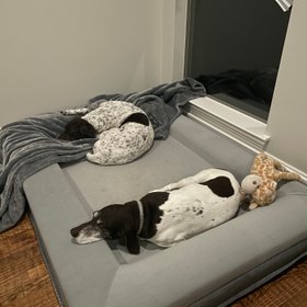 Barney Bed