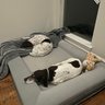 Barney Bed