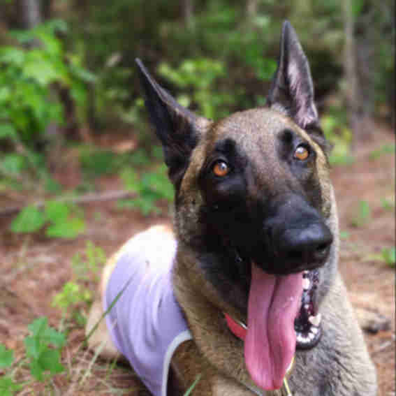 Fetch & Roll Reviews